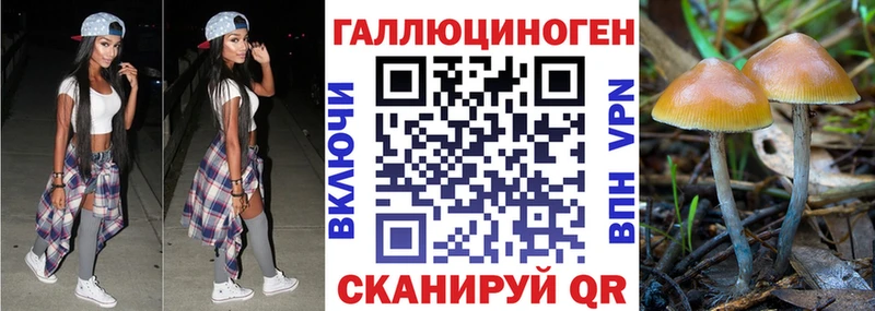 Псилоцибиновые грибы Cubensis  Яхрома 